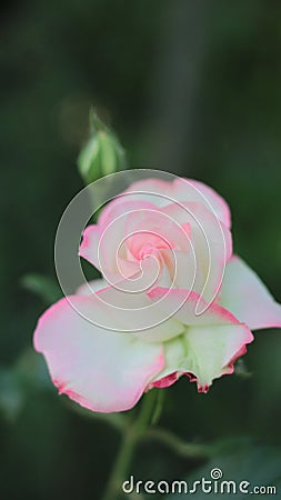 Beautiful flower rose,pink shaded Stock Photo