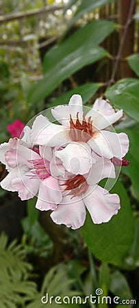 The beautiful flower in the Schooll garden Stock Photo
