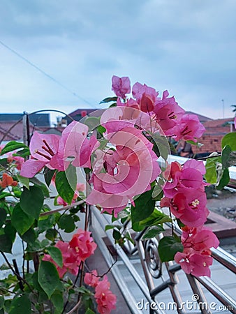 The Beautiful flower and the sky Stock Photo