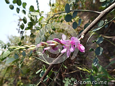 Beautiful flower of true indigo indigofera indica plant macro close up Stock Photo