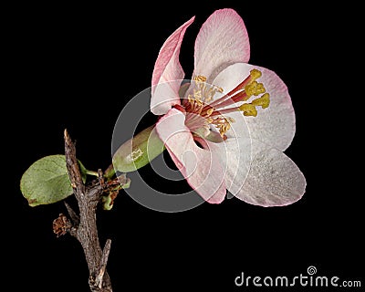 Beautiful flower and twig of crabapple, isolated on black background Stock Photo
