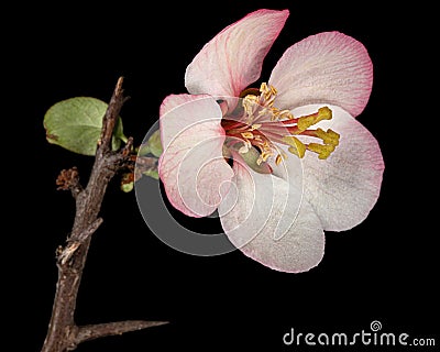 Beautiful flower and twig of crabapple, isolated on black background Stock Photo