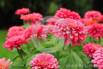 Beautiful flower for valentine festive,close up many pink zinnia flower bloom Stock Photo