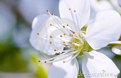 Beautiful flower is very close, blooming apple tree in macro Stock Photo