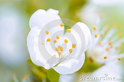 Beautiful flower is very close, blooming apple tree in macro Stock Photo