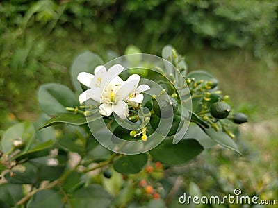 This beautiful flower is very similar to jasmine, but not jasmine Stock Photo