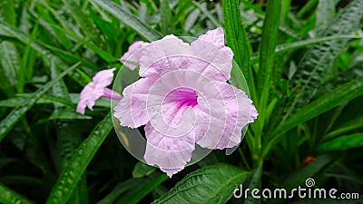 A beautiful flower is very splendid Stock Photo