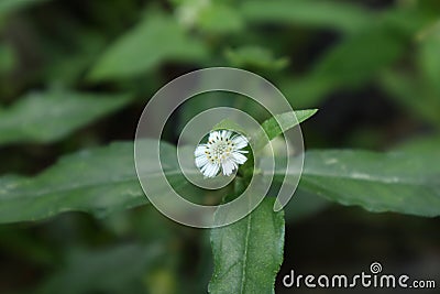 A beautiful view of a tiny white flower on a false daisy plant Stock Photo