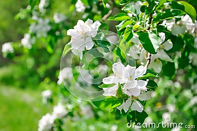 Flowering apple tree in springtime at a sunny day Stock Photo