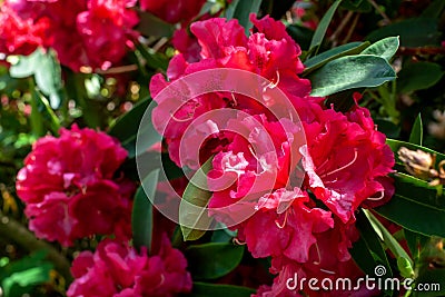 Beautiful flowering azaleas. Close-up Stock Photo