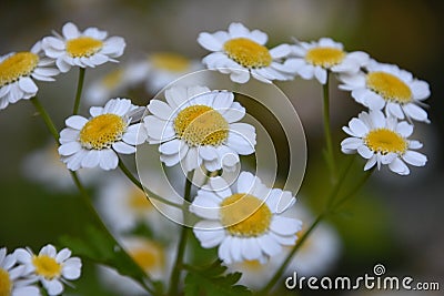Beautiful Flowering and Blooming Feverfew Blossoms Close Up Stock Photo