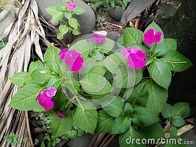 Beautiful flowering dandelion Stock Photo
