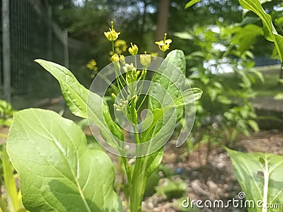 beautiful flowering green mustard plants Stock Photo