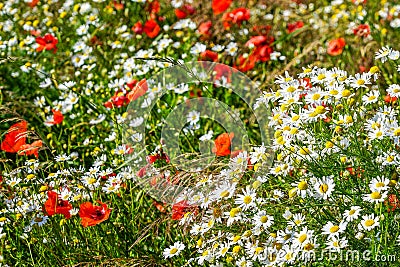 Beautiful flowering meadow with poppies and daisies on a bright sunny summer day Stock Photo