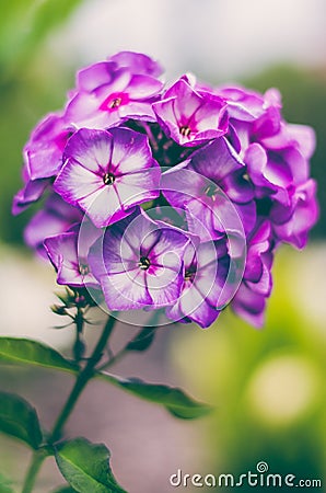 Phlox paniculata `Purple Eye Flame` Stock Photo