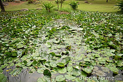 Beautiful flowering Pink Water Lily - Lotus in a Garden in a Pond.Stock Photograph Stock Photo