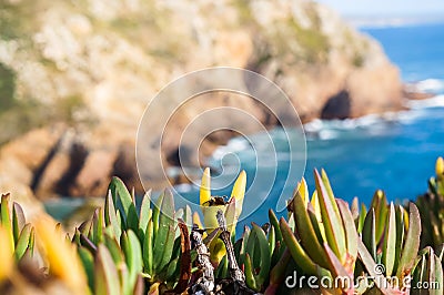 Beautiful, flowering plant on a clear sunny day Stock Photo