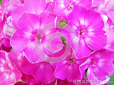 beautiful flowering plant flower phlox with pink petals Stock Photo