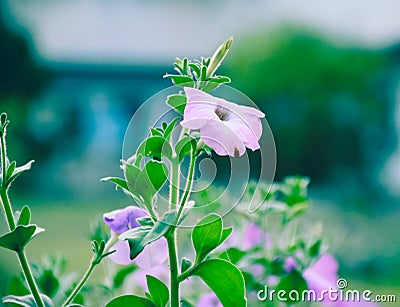 Beautiful flowering plant, impatient genus Stock Photo