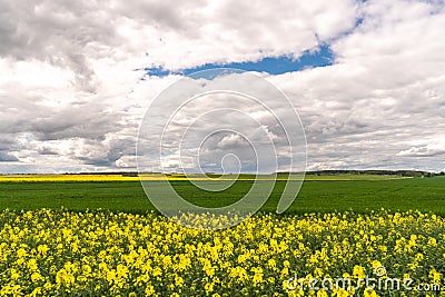 A beautiful flowering rapeseed field against the background of clouds. Thunderclouds in anticipation of rain hang over a blooming Stock Photo