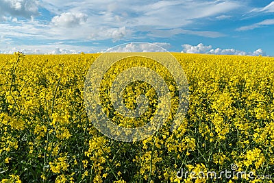 A beautiful flowering rapeseed field against the background of clouds. Thunderclouds in anticipation of rain hang over a blooming Stock Photo