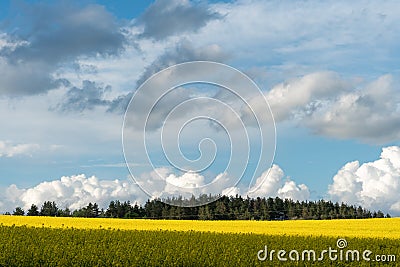 A beautiful flowering rapeseed field against the background of forest and clouds. Thunderclouds in anticipation of rain hang over Stock Photo