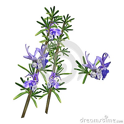 Beautiful Flowering Rosemary Herb Sprigs Vector Illustration