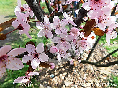 beautiful flowering sakura tree branches with pink petals Stock Photo