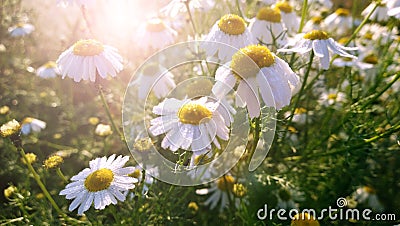 Beautiful flowering small daisies in the morning. Selective focus Stock Photo