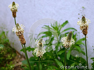 beautiful flowering stems of a field plant plantain Stock Photo