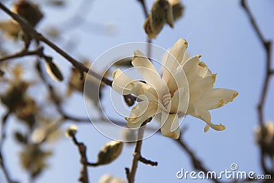 Beautiful flowering tree with large blossoms to welcome in Springtime Stock Photo