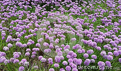 Beautiful flowers, Allium Millenium Stock Photo