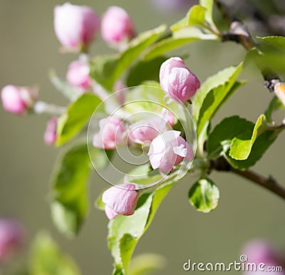 Beautiful flowers on the apple tree in nature Stock Photo