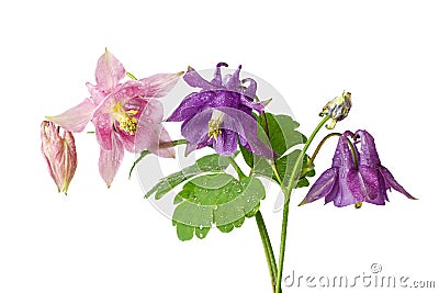 Beautiful flowers of aquilegia plant pink and lila colors isolated on white Stock Photo