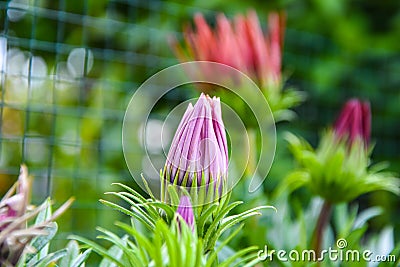 Beautiful flowers blooming in garden Stock Photo