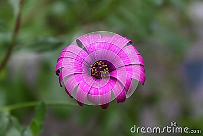 Beautiful Flowers Blooming In The Garden, Bodrum Turkey Stock Photo