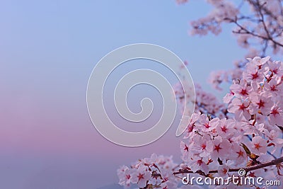 Beautiful flowers Cherry blossom in spring softly blurred background Stock Photo