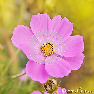 Beautiful flowers cosmos Stock Photo