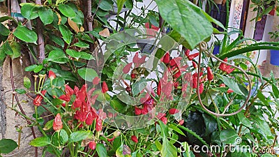 Beautiful flowers in the courtyards of CÃ³rdoba, intangible heritage of humanity Stock Photo