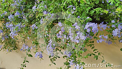 Beautiful flowers in the courtyards of CÃ³rdoba, intangible heritage of humanity Stock Photo