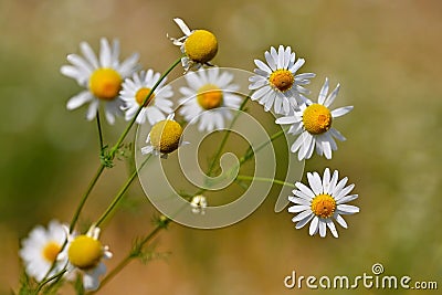 Beautiful flowers - daisies. Summer nature background with flowers Stock Photo