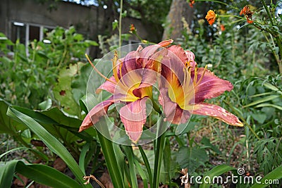 Beautiful flowers of daylily in the city yard. Guerrilla gardening Stock Photo