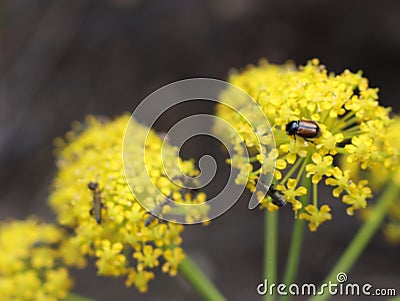 Beautiful flowers of different colors with pollinating insects macro natural fence Stock Photo