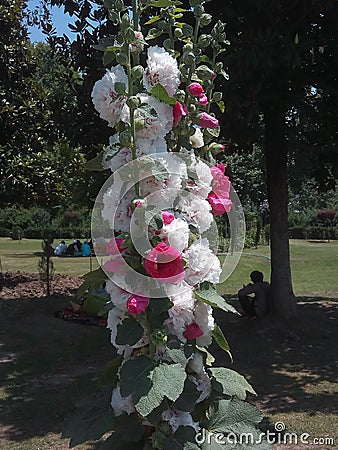 The beautiful flowers from the famous Chashme Shahi Garden, Srinagar, Kashmir, India Editorial Stock Photo