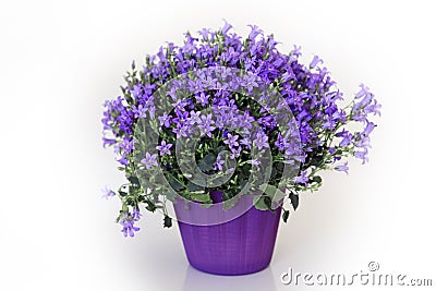 Beautiful flowers Stock Photo