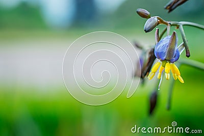 Beautiful flowers in garden Stock Photo