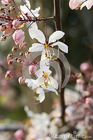 Beautiful flowers in the garden Stock Photo