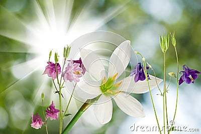 Beautiful flowers on green background closeup Stock Photo