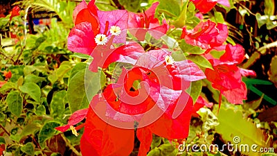 beautiful flowers grow and bloom soothing the heart, red flower, close up Stock Photo