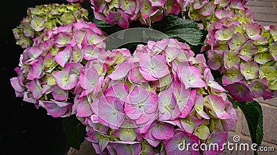 Beautiful flowers of Hydrangea macrophylla Thunb. Ser. Common names include French hydrangea, penny mac and hortensia Stock Photo